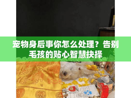 宠物身后事你怎么处理？告别毛孩的贴心智慧抉择