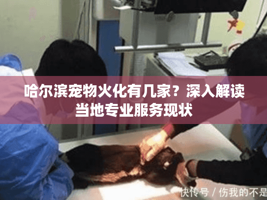 哈尔滨宠物火化有几家？深入解读当地专业服务现状