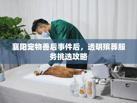 襄阳宠物善后事件后,透明殡葬服务挑选攻略 襄阳宠物善后事件后,透明殡葬服务挑选攻略