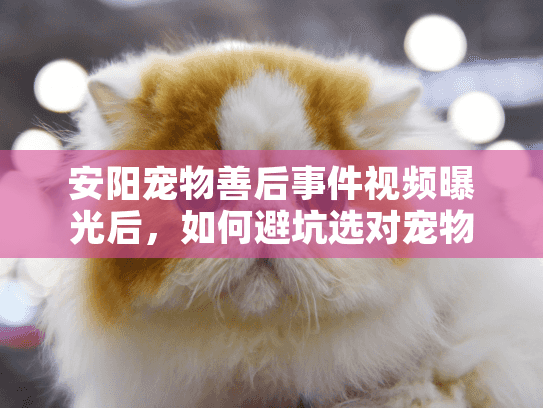 安阳宠物善后事件视频曝光后，如何避坑选对宠物殡葬服务？