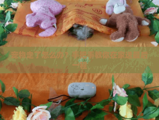 宠物走了怎么办?手把手教你在家送最后一程 宠物走了怎么办?手把手教你在家送最后一程
