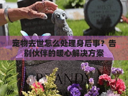 宠物去世怎么处理身后事?告别伙伴的暖心解决方案 宠物去世怎么处理身后事?告别伙伴的暖心解决方案