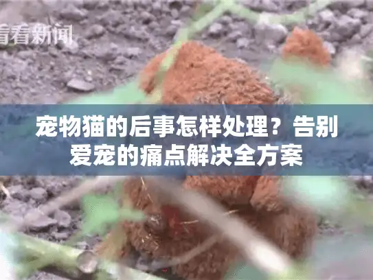 宠物猫的后事怎样处理？告别爱宠的痛点解决全方案