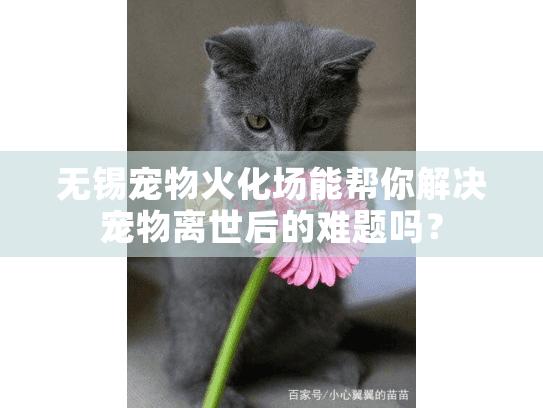 无锡宠物火化场能帮你解决宠物离世后的难题吗？