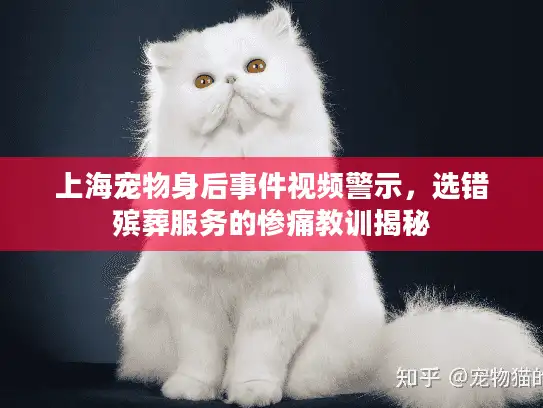 上海宠物身后事件视频警示，选错殡葬服务的惨痛教训揭秘