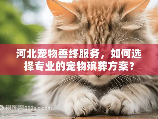 河北宠物善终服务，如何选择专业的宠物殡葬方案？
