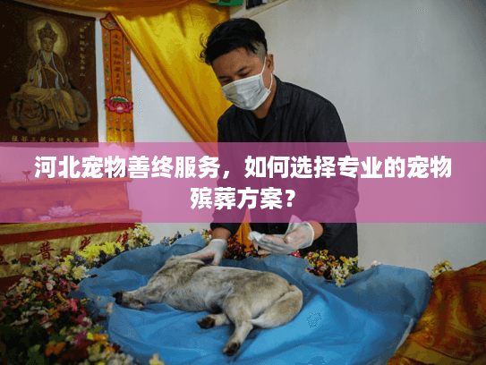 河北宠物善终服务，如何选择专业的宠物殡葬方案？