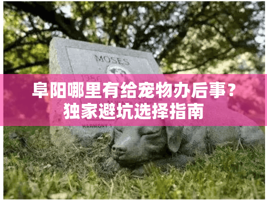 阜阳哪里有给宠物办后事？独家避坑选择指南