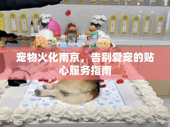 宠物火化南京，告别爱宠的贴心服务指南