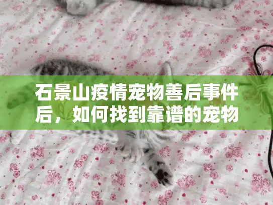 石景山疫情宠物善后事件后，如何找到靠谱的宠物殡葬服务？内行人揭秘3个关键标准