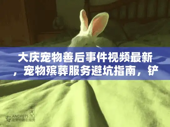 大庆宠物善后事件视频最新，宠物殡葬服务避坑指南，铲屎官必看