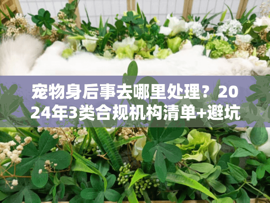 宠物身后事去哪里处理?2024年3类合规机构清单+避坑技巧全公开 宠物身后事去哪里处理?2024年3类合规机构清单+避坑技巧全公开