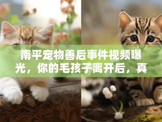 南平宠物善后事件视频曝光，你的毛孩子离开后，真的安息了吗？
