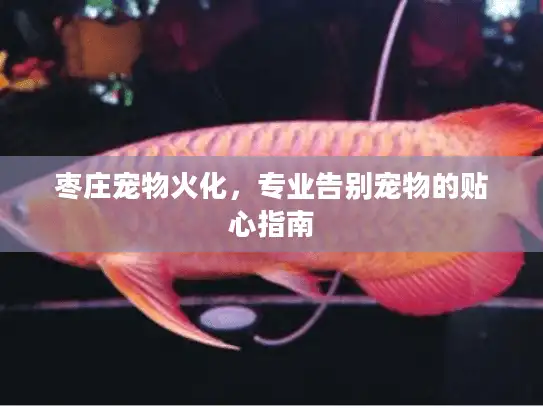 枣庄宠物火化，专业告别宠物的贴心指南