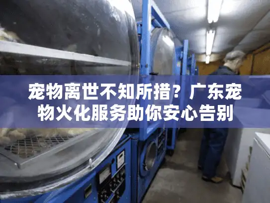 宠物离世不知所措?广东宠物火化服务助你安心告别 宠物离世不知所措?广东宠物火化服务助你安心告别