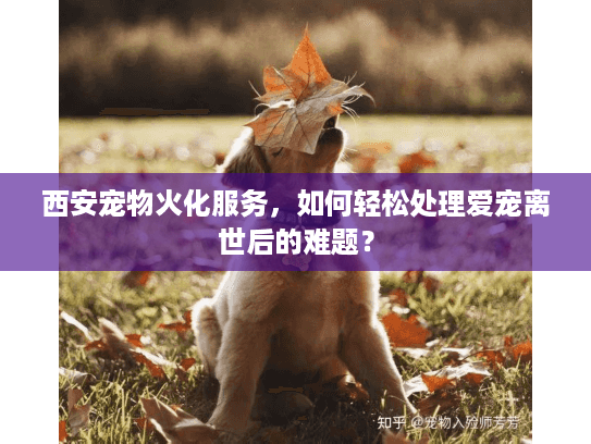 西安宠物火化服务,如何轻松处理爱宠离世后的难题? 西安宠物火化服务,如何轻松处理爱宠离世后的难题?