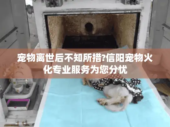 宠物离世后不知所措?信阳宠物火化专业服务为您分忧