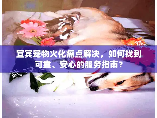宜宾宠物火化痛点解决，如何找到可靠、安心的服务指南？