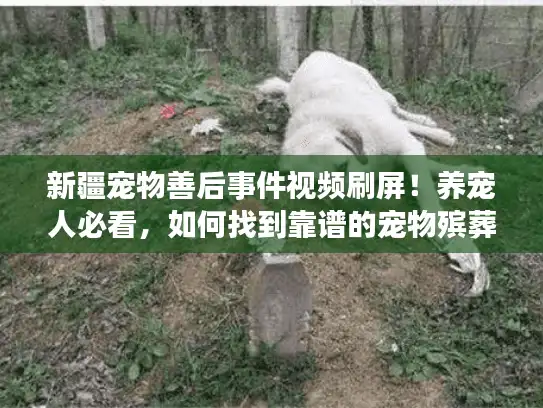新疆宠物善后事件视频刷屏！养宠人必看，如何找到靠谱的宠物殡葬服务？