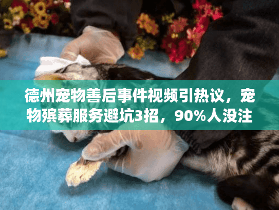 德州宠物善后事件视频引热议，宠物殡葬服务避坑3招，90%人没注意的细节
