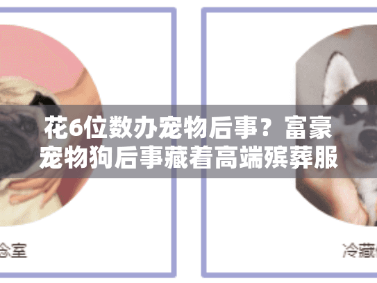 花6位数办宠物后事？富豪宠物狗后事藏着高端殡葬服务的哪些秘密