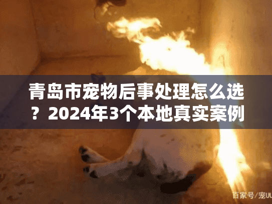 青岛市宠物后事处理怎么选?2024年3个本地真实案例教你避开宠物殡葬坑 青岛市宠物后事处理怎么选?2024年3个本地真实案例教你避开宠物殡葬坑