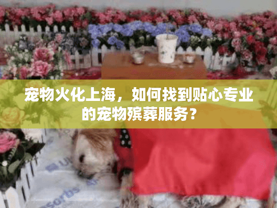 宠物火化上海,如何找到贴心专业的宠物殡葬服务? 宠物火化上海,如何找到贴心专业的宠物殡葬服务?