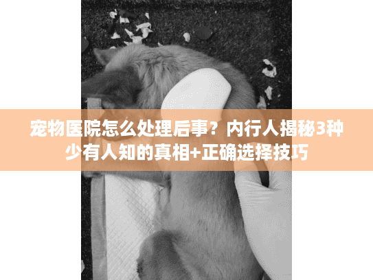 宠物医院怎么处理后事？内行人揭秘3种少有人知的真相+正确选择技巧