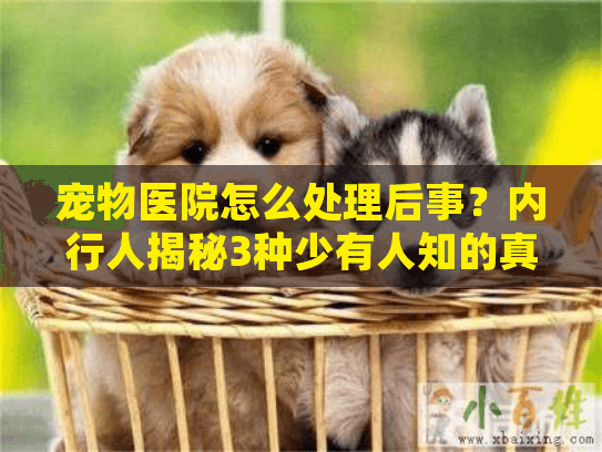 宠物医院怎么处理后事？内行人揭秘3种少有人知的真相+正确选择技巧