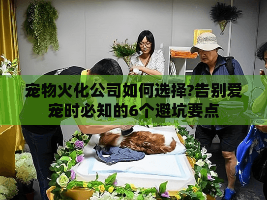 宠物火化公司如何选择?告别爱宠时必知的6个避坑要点