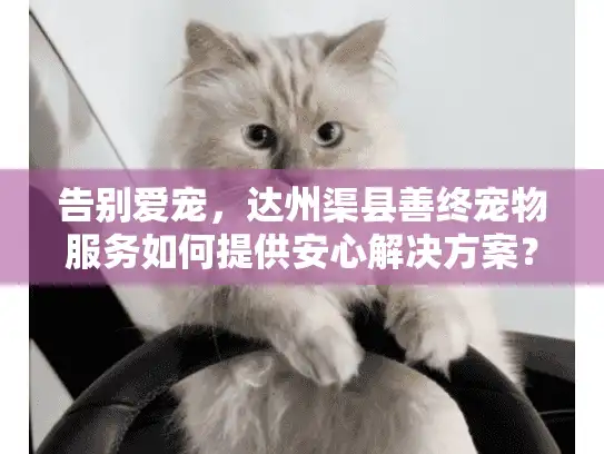 告别爱宠，达州渠县善终宠物服务如何提供安心解决方案？