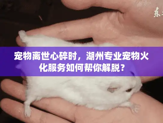 宠物离世心碎时，湖州专业宠物火化服务如何帮你解脱？