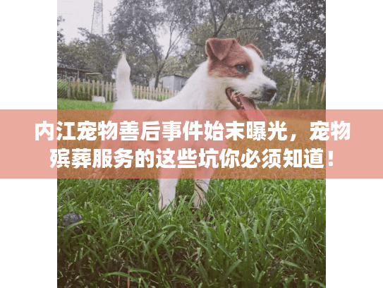 内江宠物善后事件始末曝光,宠物殡葬服务的这些坑你必须知道! 内江宠物善后事件始末曝光,宠物殡葬服务的这些坑你必须知道!