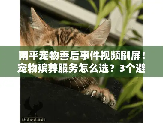 南平宠物善后事件视频刷屏！宠物殡葬服务怎么选？3个避坑细节90%的人不知道