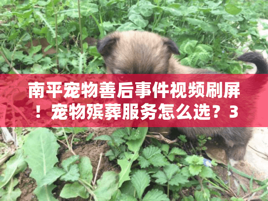 南平宠物善后事件视频刷屏！宠物殡葬服务怎么选？3个避坑细节90%的人不知道