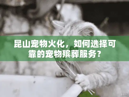 昆山宠物火化，如何选择可靠的宠物殡葬服务？