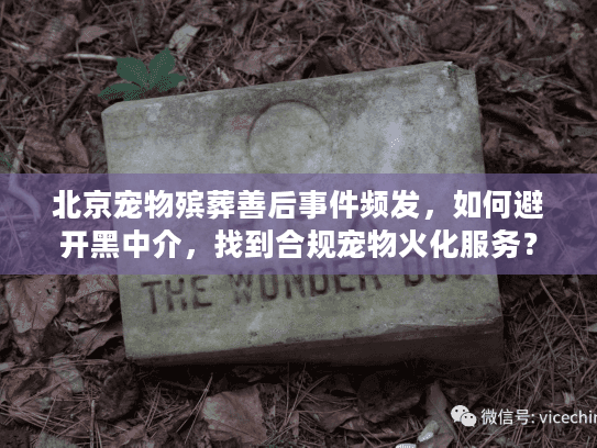 北京宠物殡葬善后事件频发，如何避开黑中介，找到合规宠物火化服务？