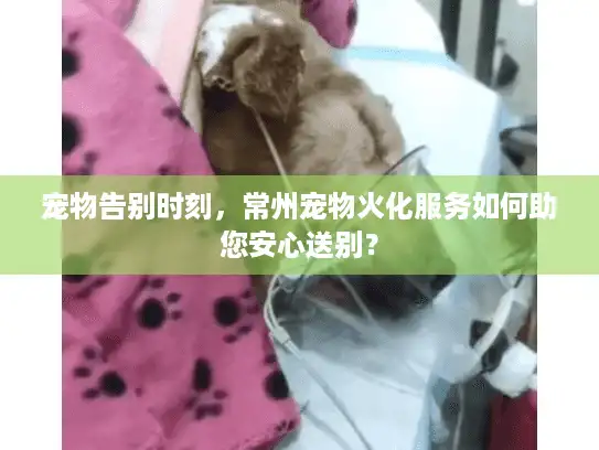 宠物告别时刻，常州宠物火化服务如何助您安心送别？