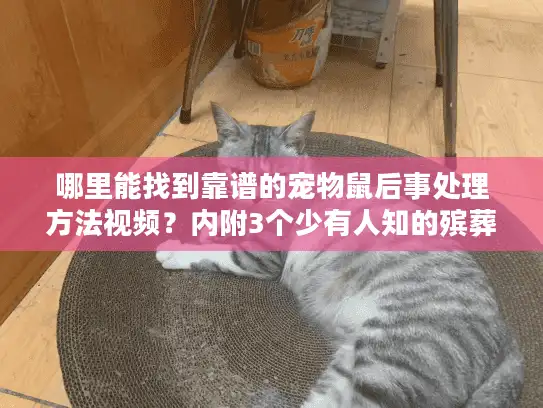 哪里能找到靠谱的宠物鼠后事处理方法视频？内附3个少有人知的殡葬服务避坑技巧