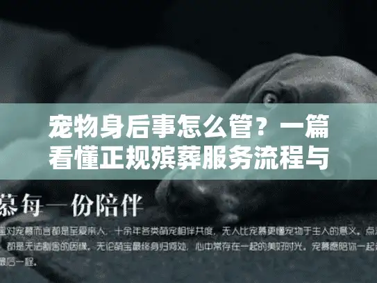 宠物身后事怎么管？一篇看懂正规殡葬服务流程与遗体处理注意事项