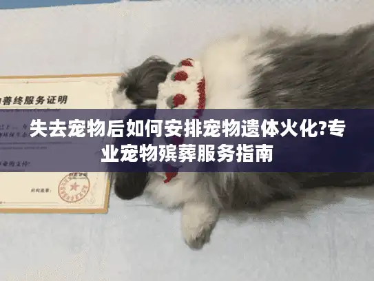 失去宠物后如何安排宠物遗体火化?专业宠物殡葬服务指南