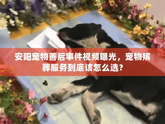 安阳宠物善后事件视频曝光,宠物殡葬服务到底该怎么选? 安阳宠物善后事件视频曝光,宠物殡葬服务到底该怎么选?