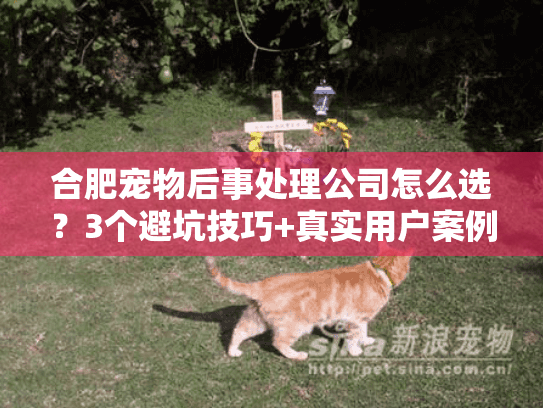 合肥宠物后事处理公司怎么选？3个避坑技巧+真实用户案例帮你找到靠谱服务商