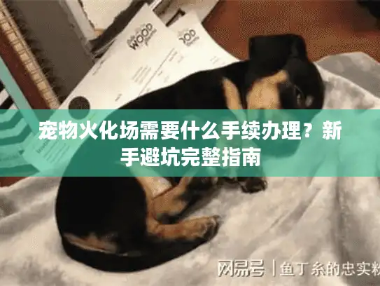 宠物火化场需要什么手续办理?新手避坑完整指南 宠物火化场需要什么手续办理?新手避坑完整指南