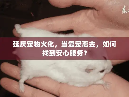 延庆宠物火化，当爱宠离去，如何找到安心服务？