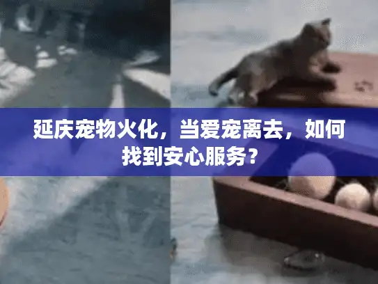 延庆宠物火化，当爱宠离去，如何找到安心服务？