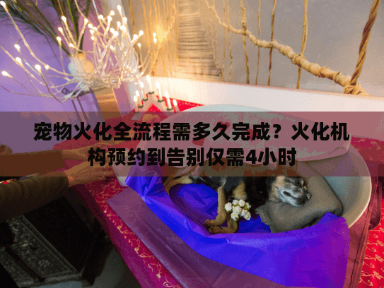 宠物火化全流程需多久完成？火化机构预约到告别仅需4小时