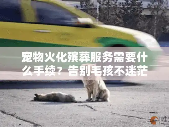 宠物火化殡葬服务需要什么手续？告别毛孩不迷茫完整攻略