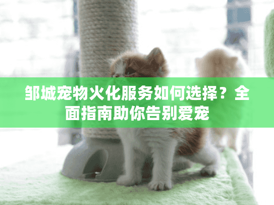 邹城宠物火化服务如何选择？全面指南助你告别爱宠