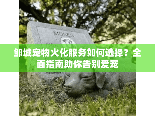 邹城宠物火化服务如何选择？全面指南助你告别爱宠